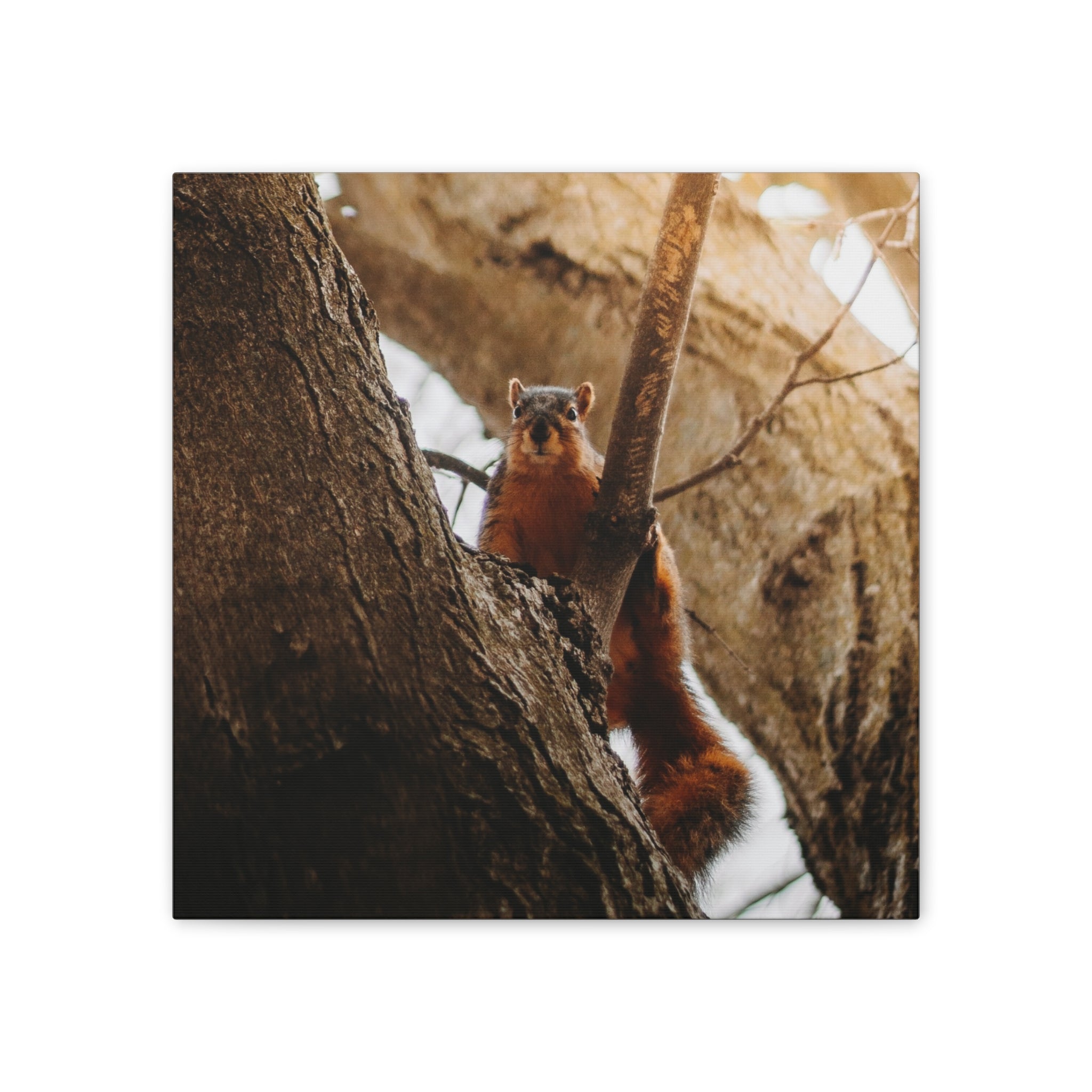 Squirrel Canvas