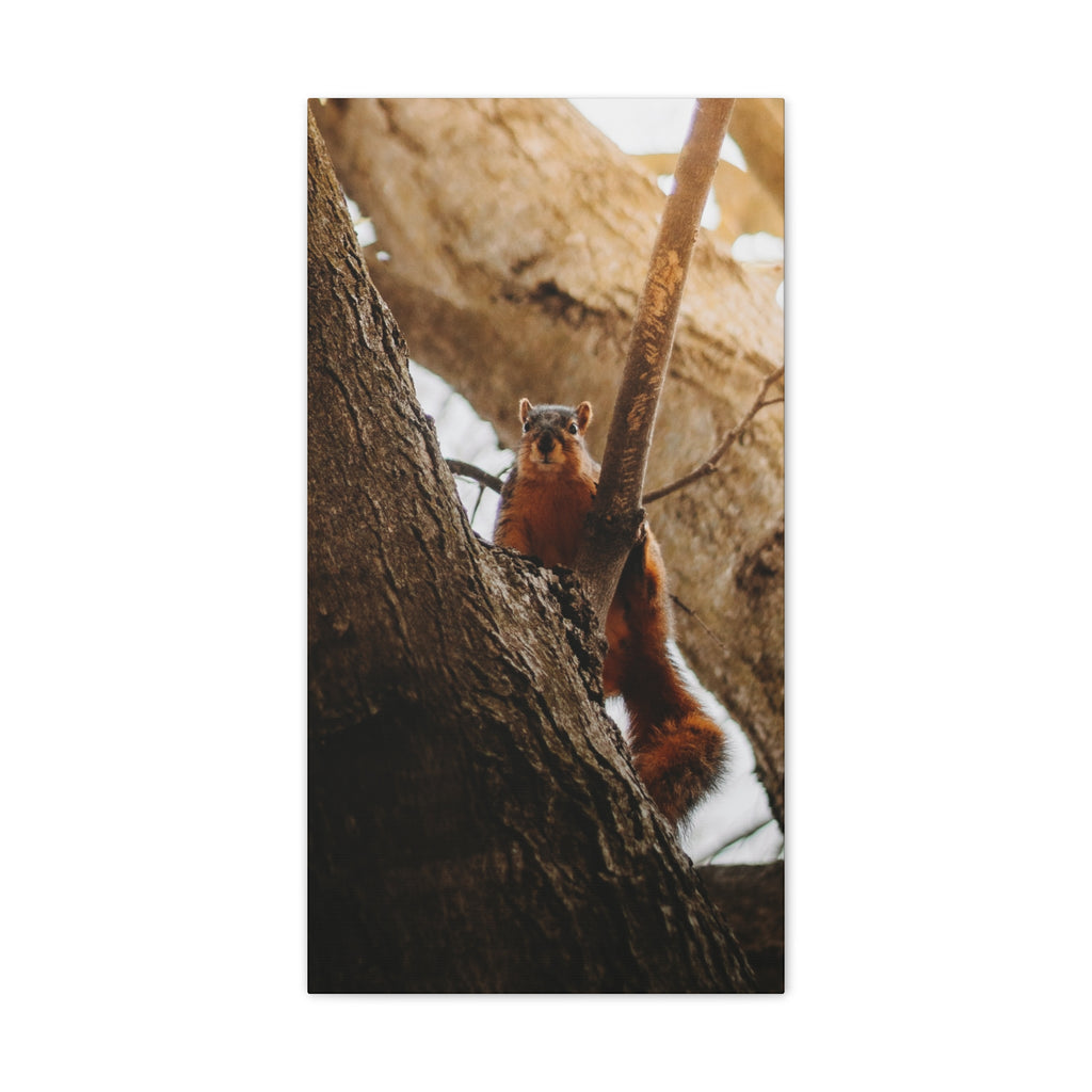 Squirrel Canvas