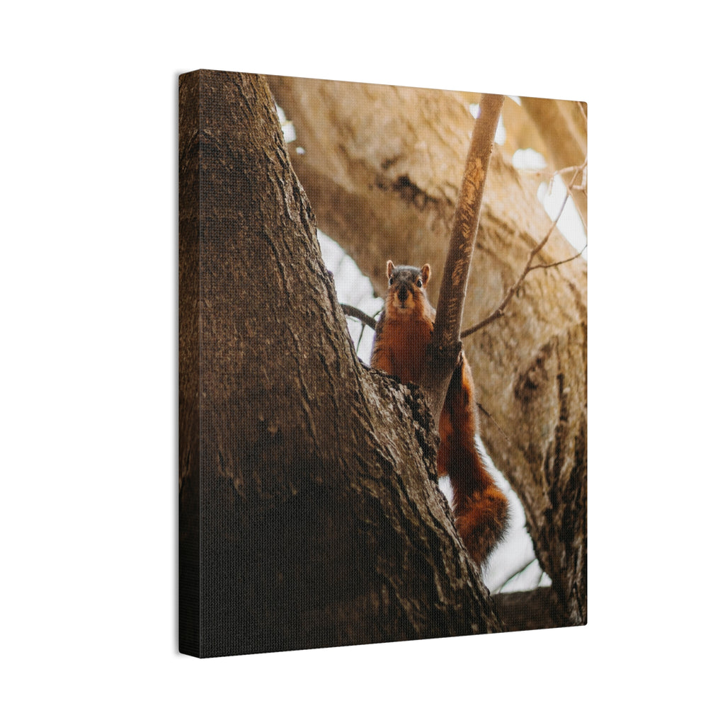 Squirrel Canvas