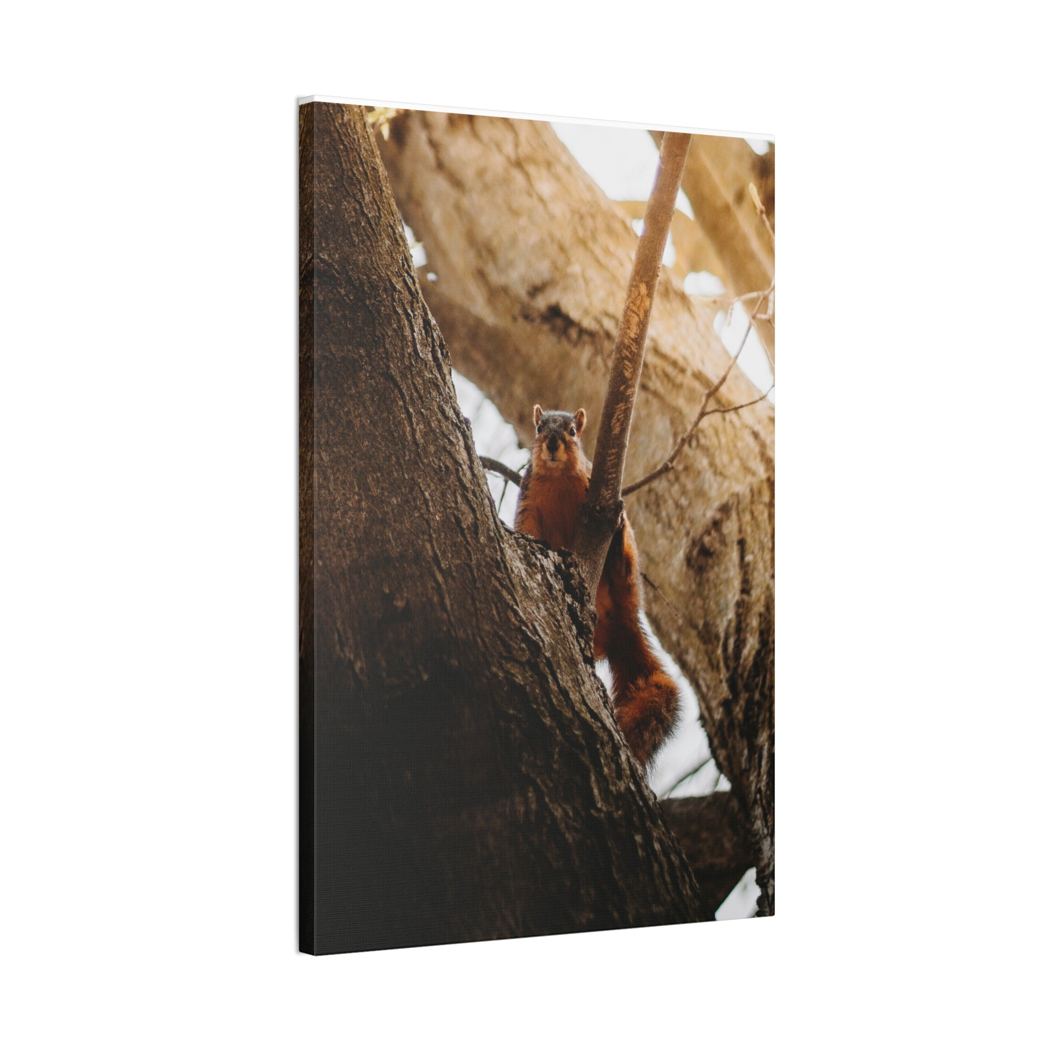Squirrel Canvas