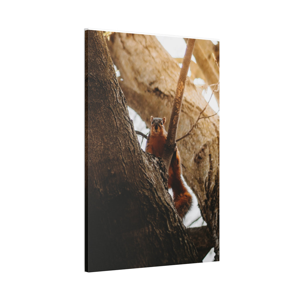 Squirrel Canvas