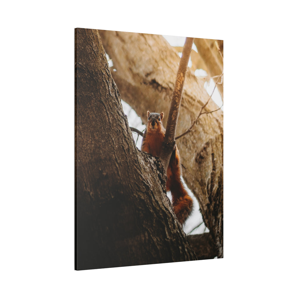 Squirrel Canvas