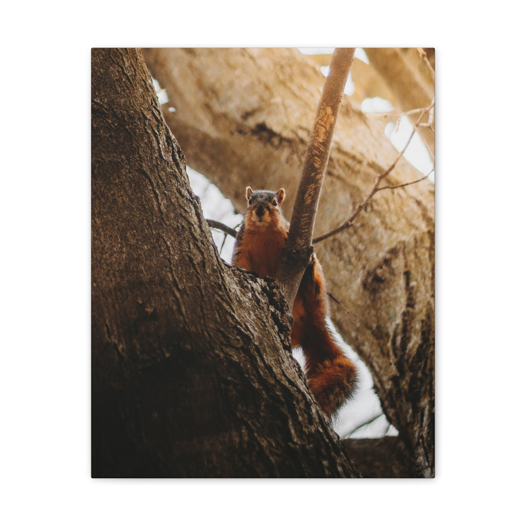 Squirrel Canvas