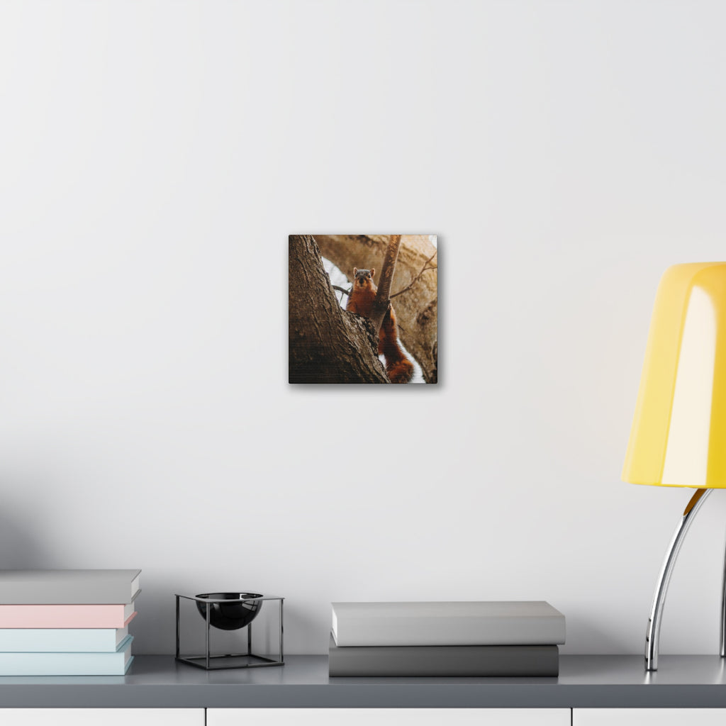 Squirrel Canvas