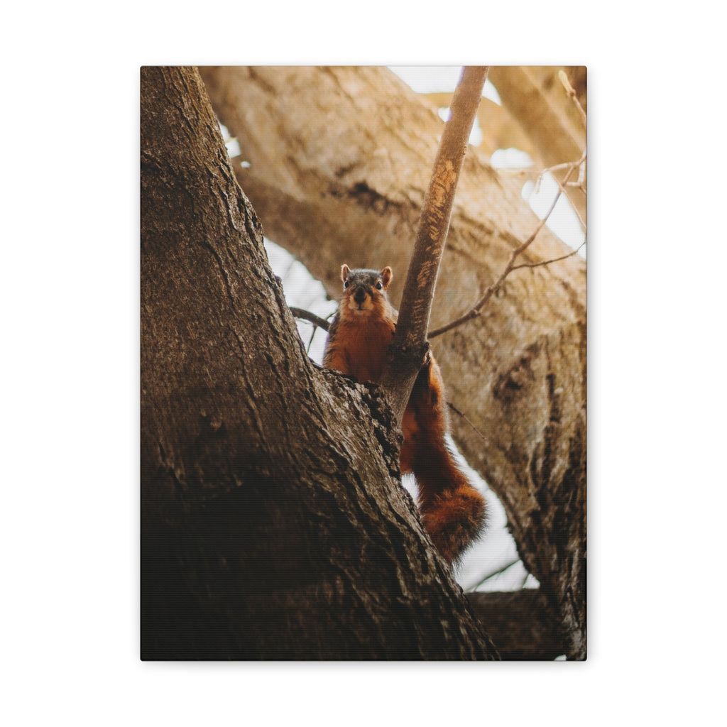Squirrel Canvas