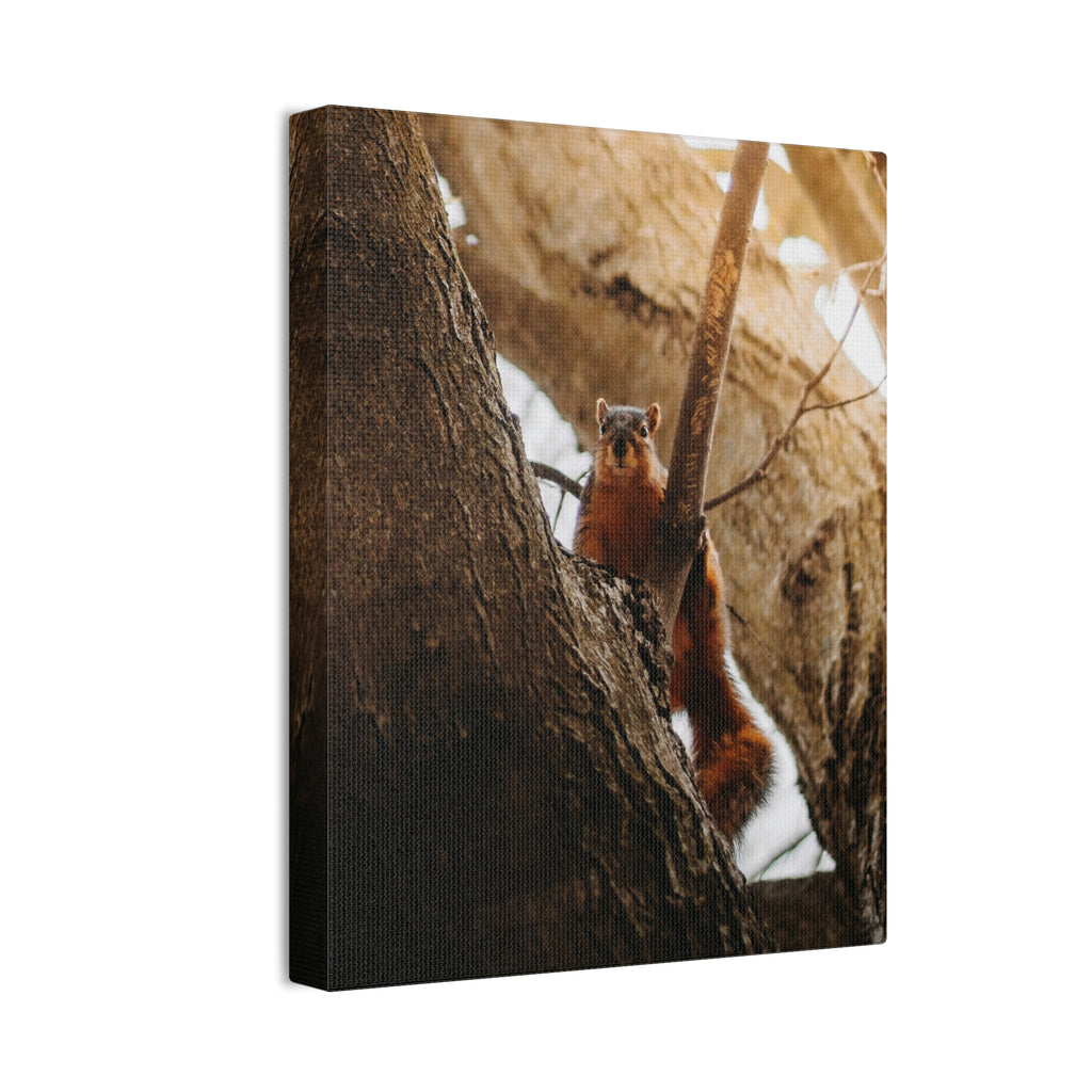 Squirrel Canvas