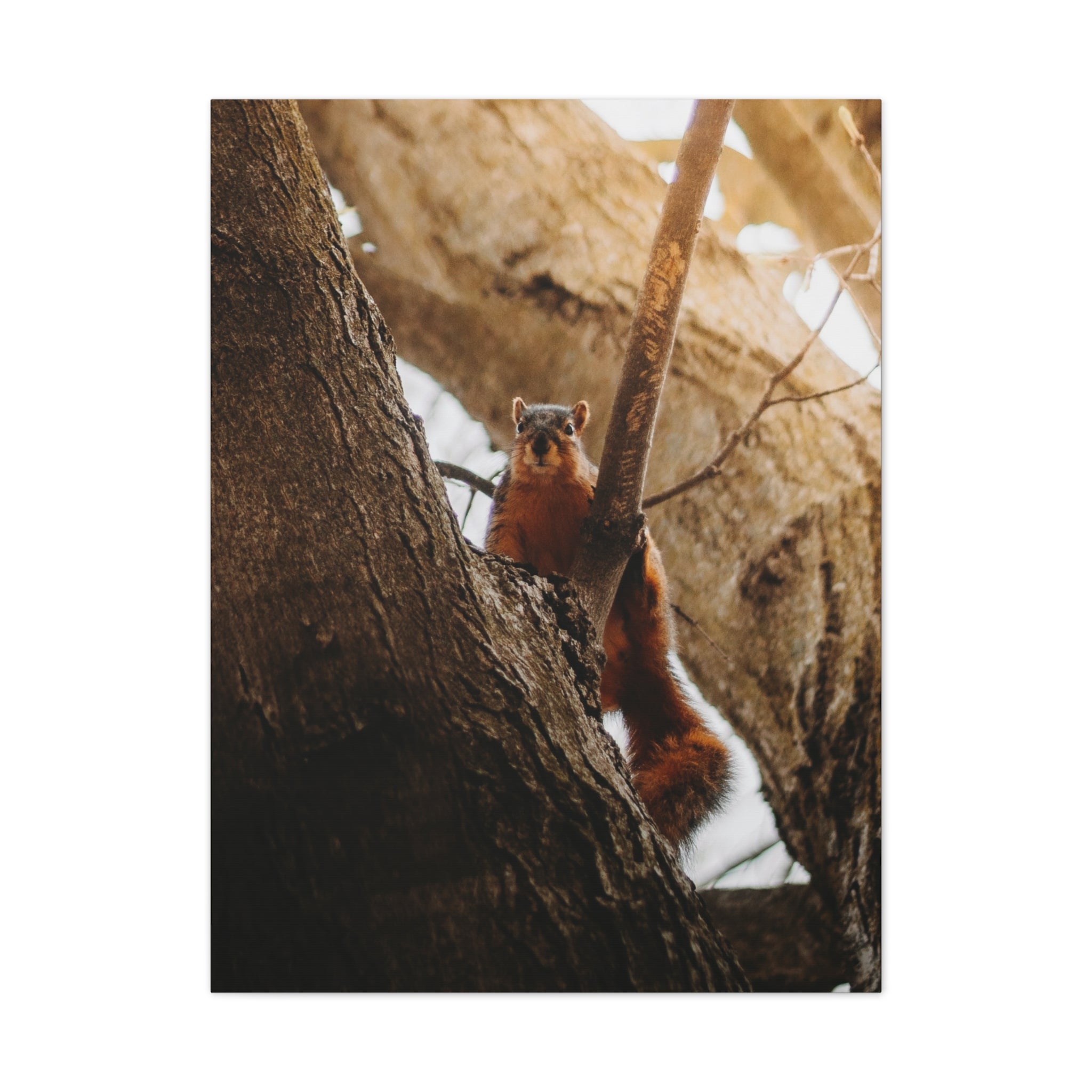 Squirrel Canvas