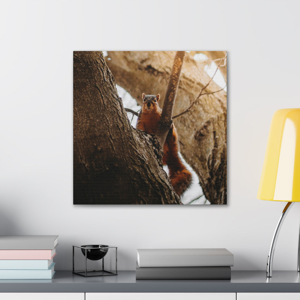 Squirrel Canvas