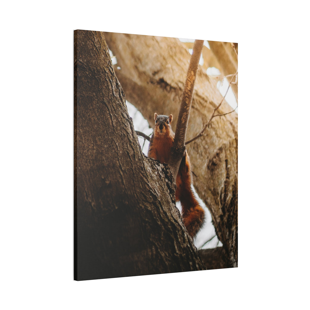 Squirrel Canvas