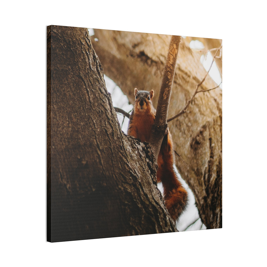 Squirrel Canvas