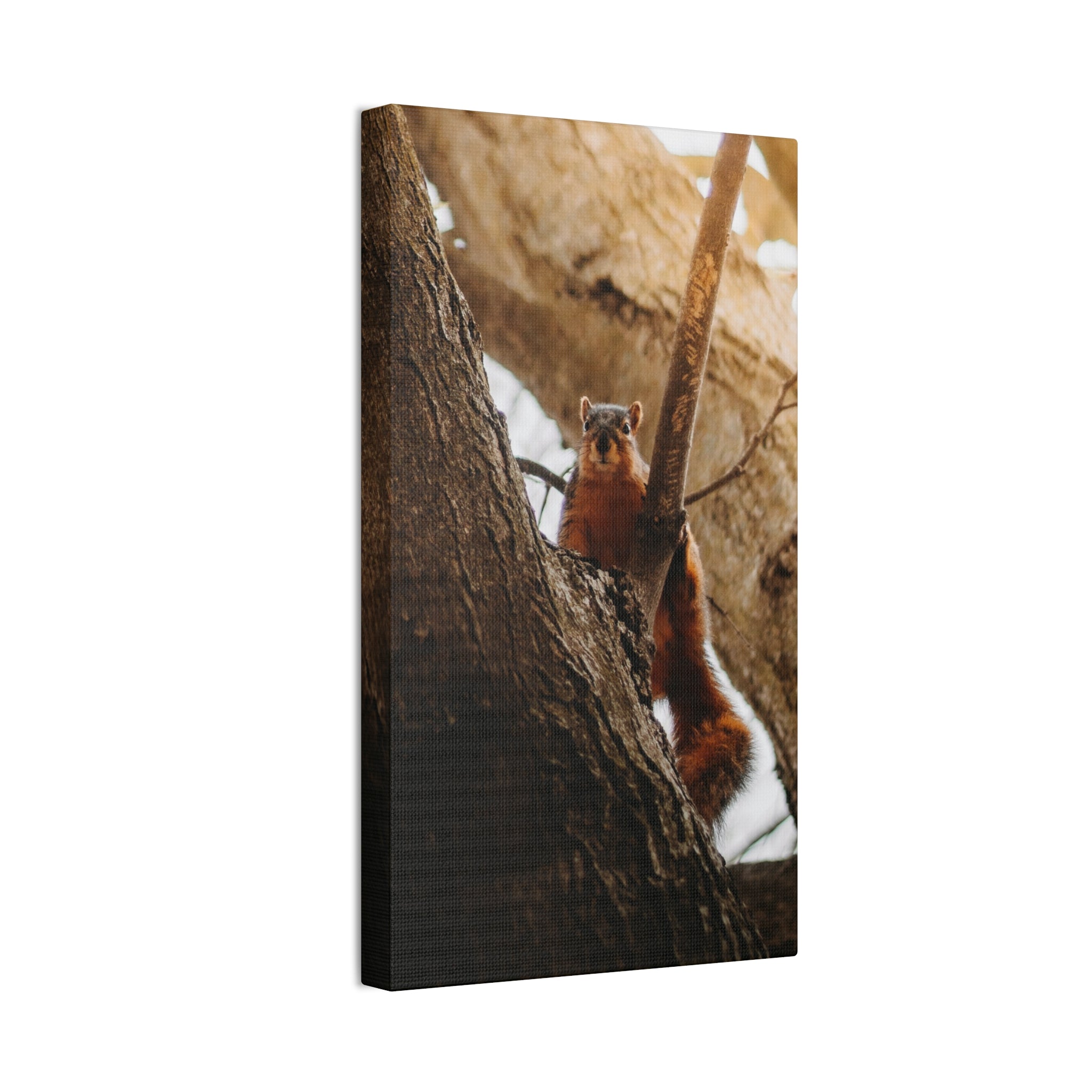 Squirrel Canvas