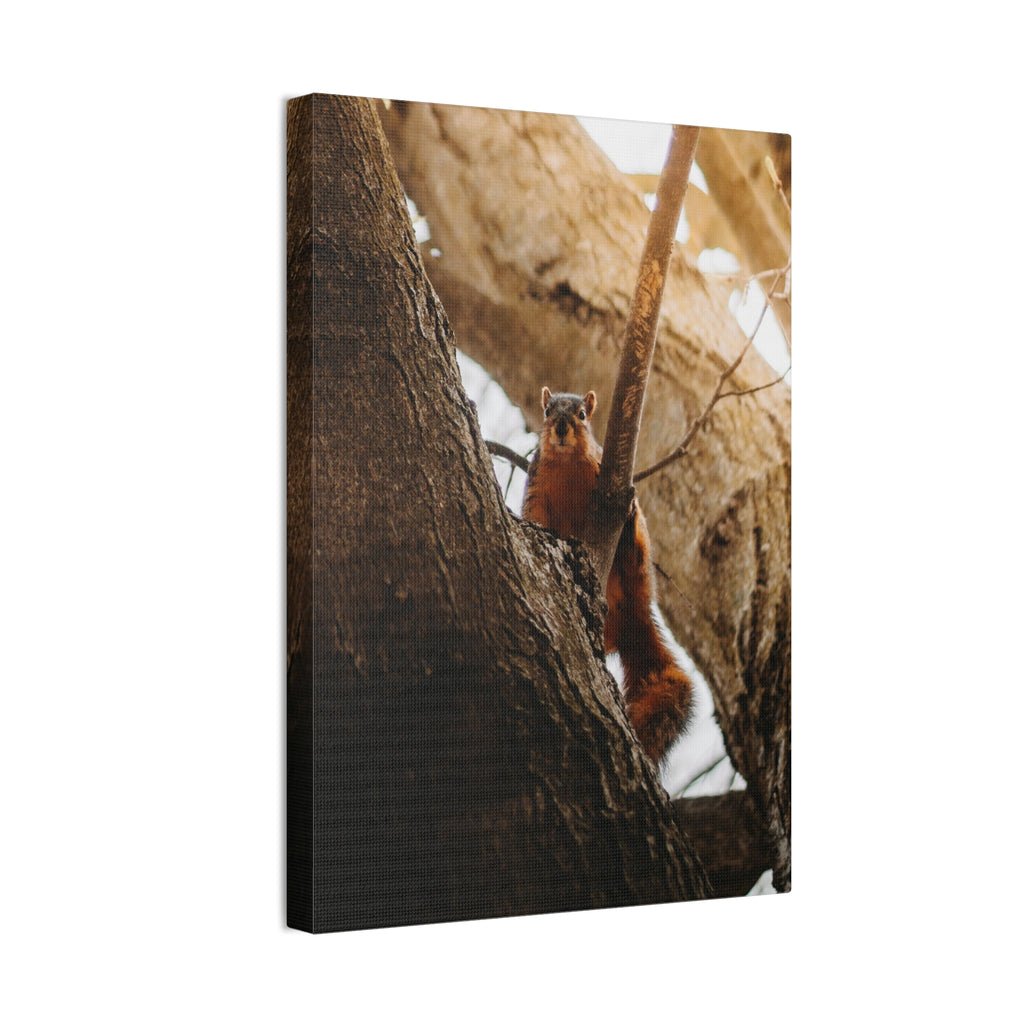 Squirrel Canvas