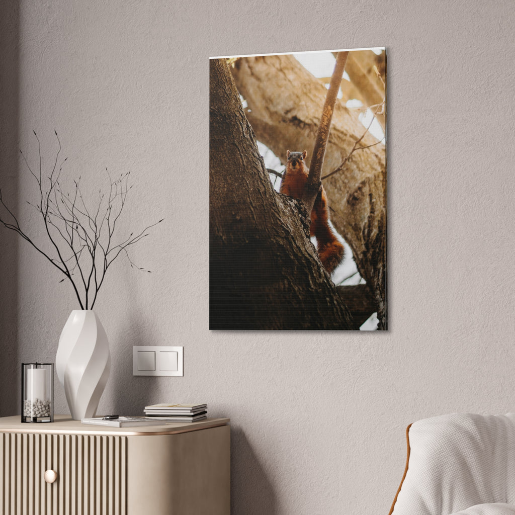 Squirrel Canvas
