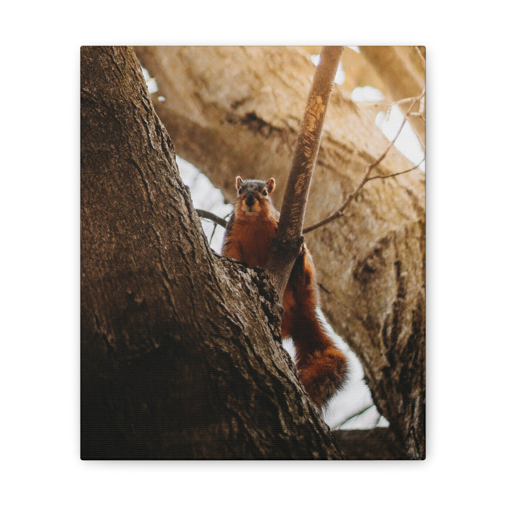 Squirrel Canvas
