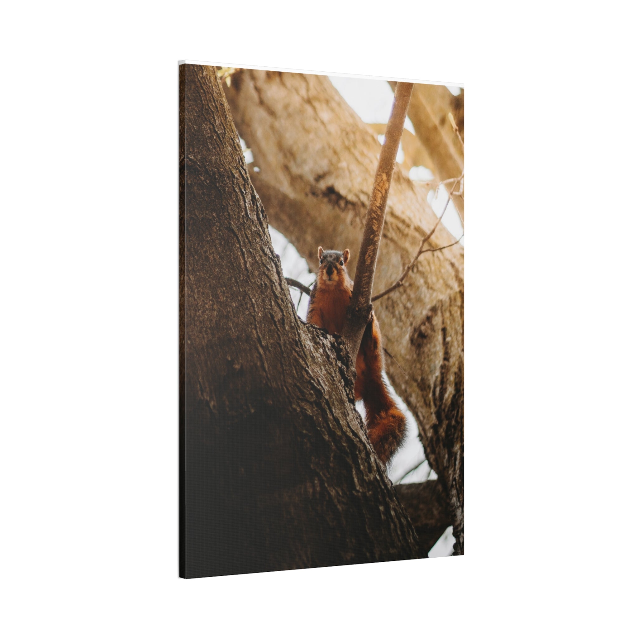 Squirrel Canvas
