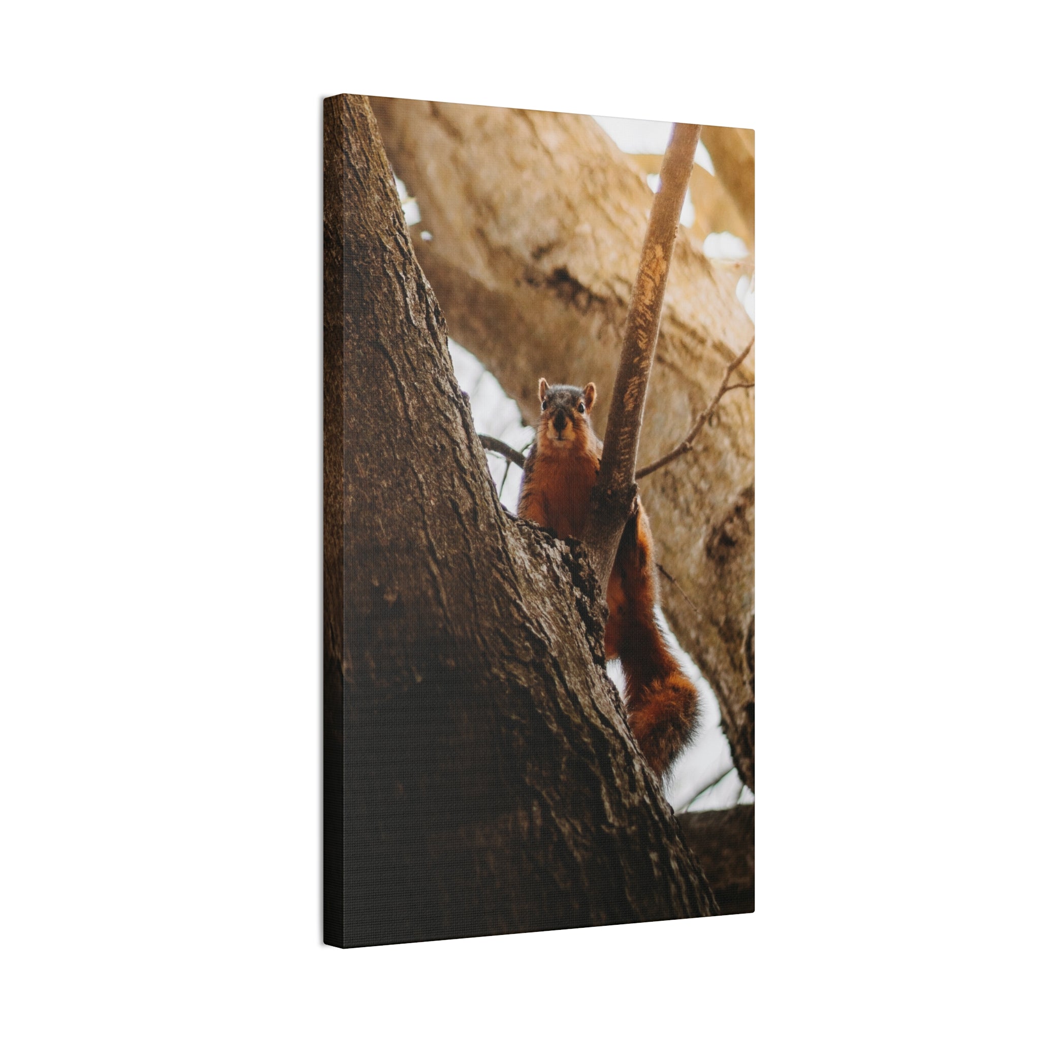 Squirrel Canvas