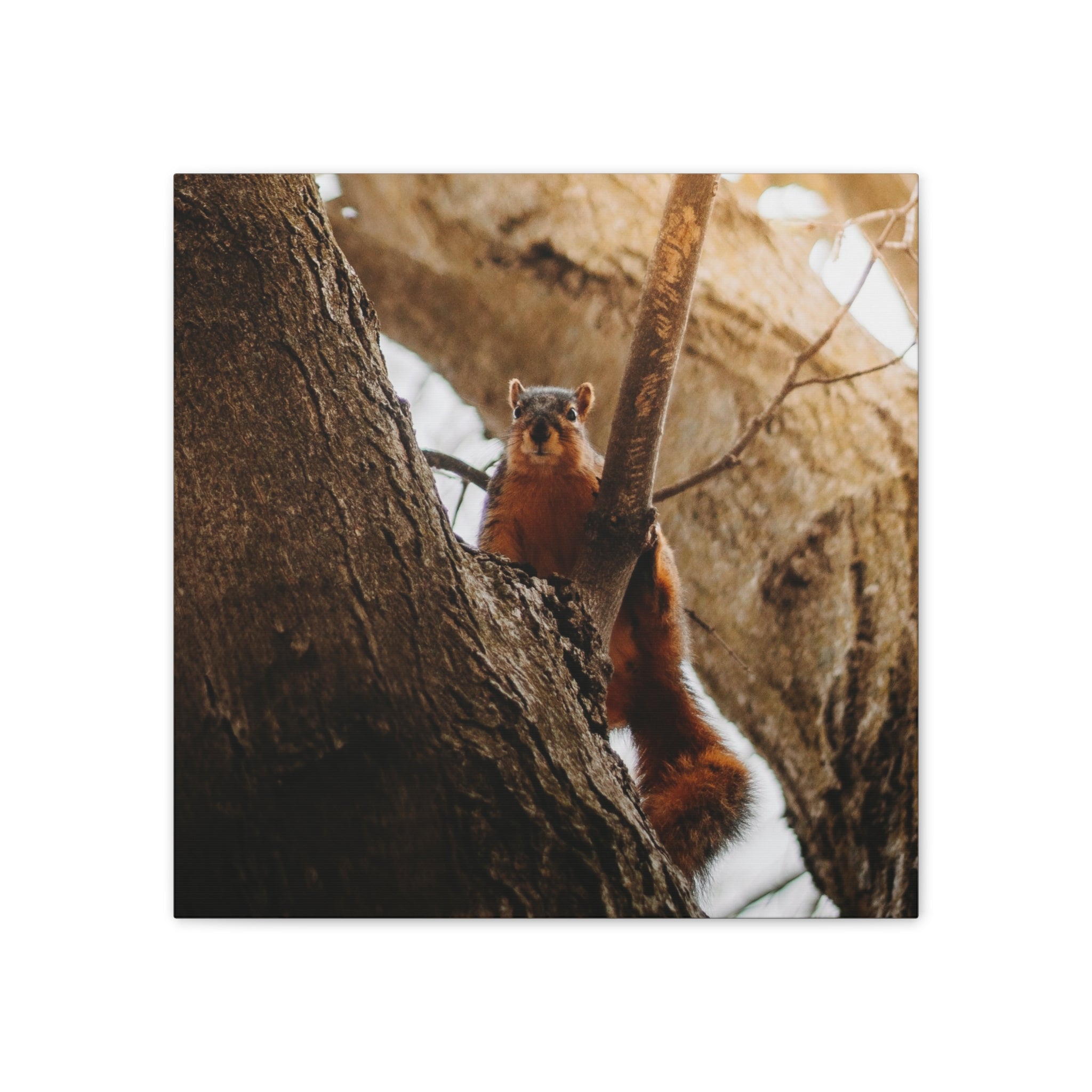 Squirrel Canvas