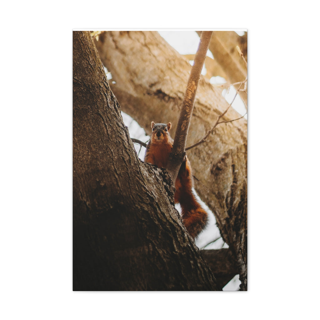 Squirrel Canvas