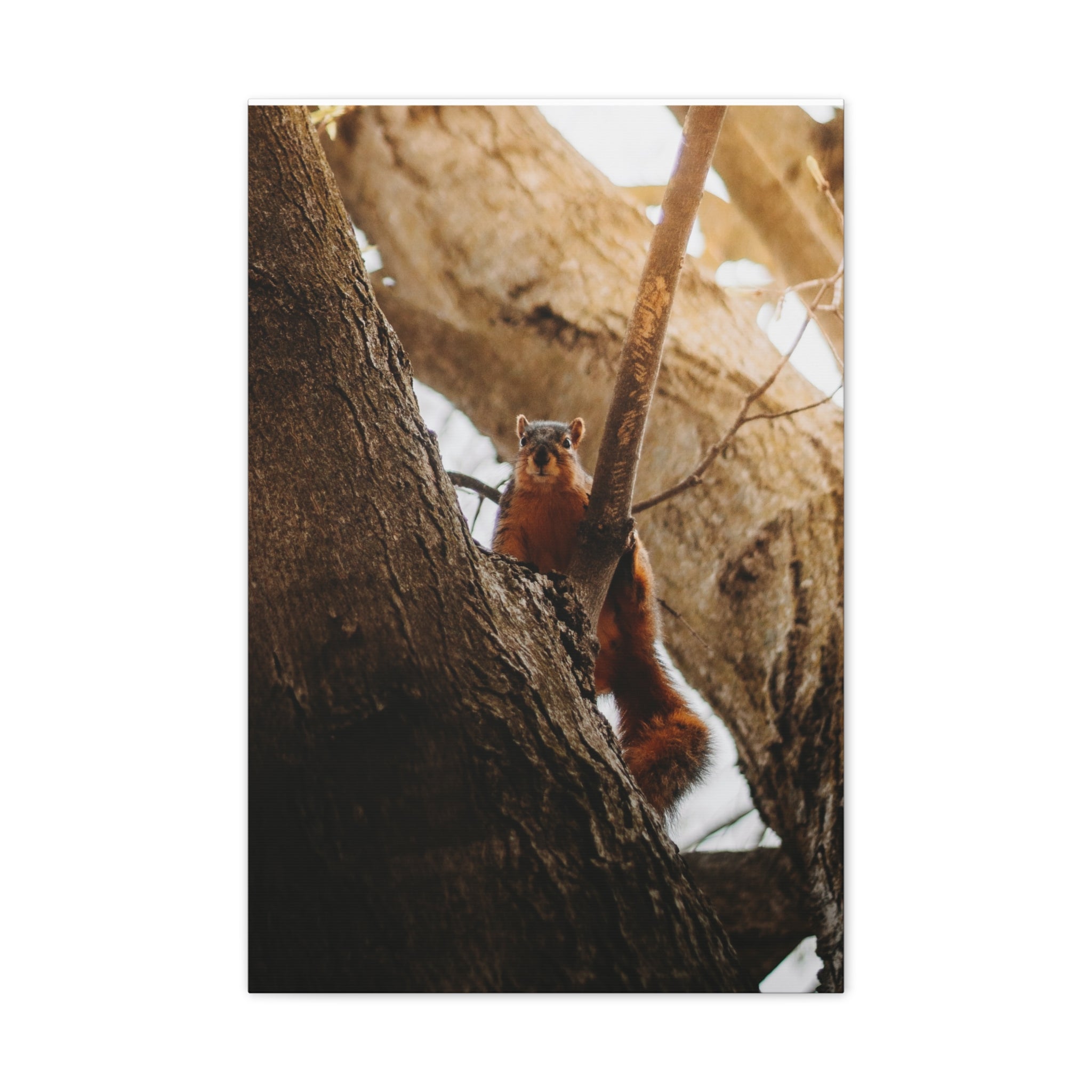 Squirrel Canvas
