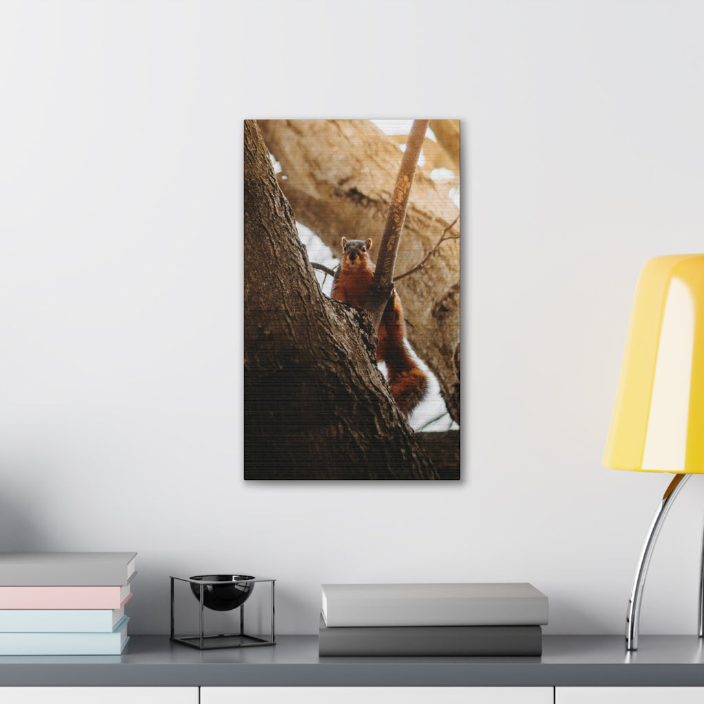 Squirrel Canvas