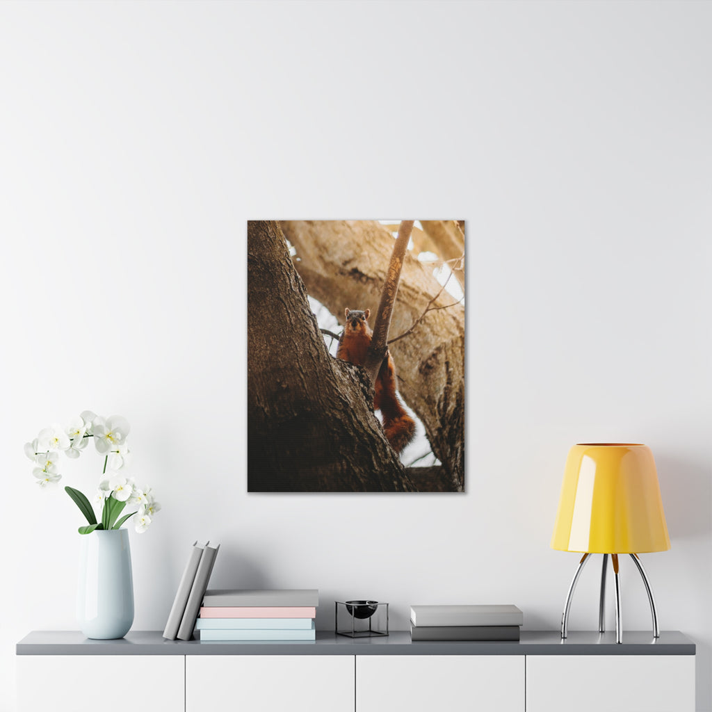 Squirrel Canvas