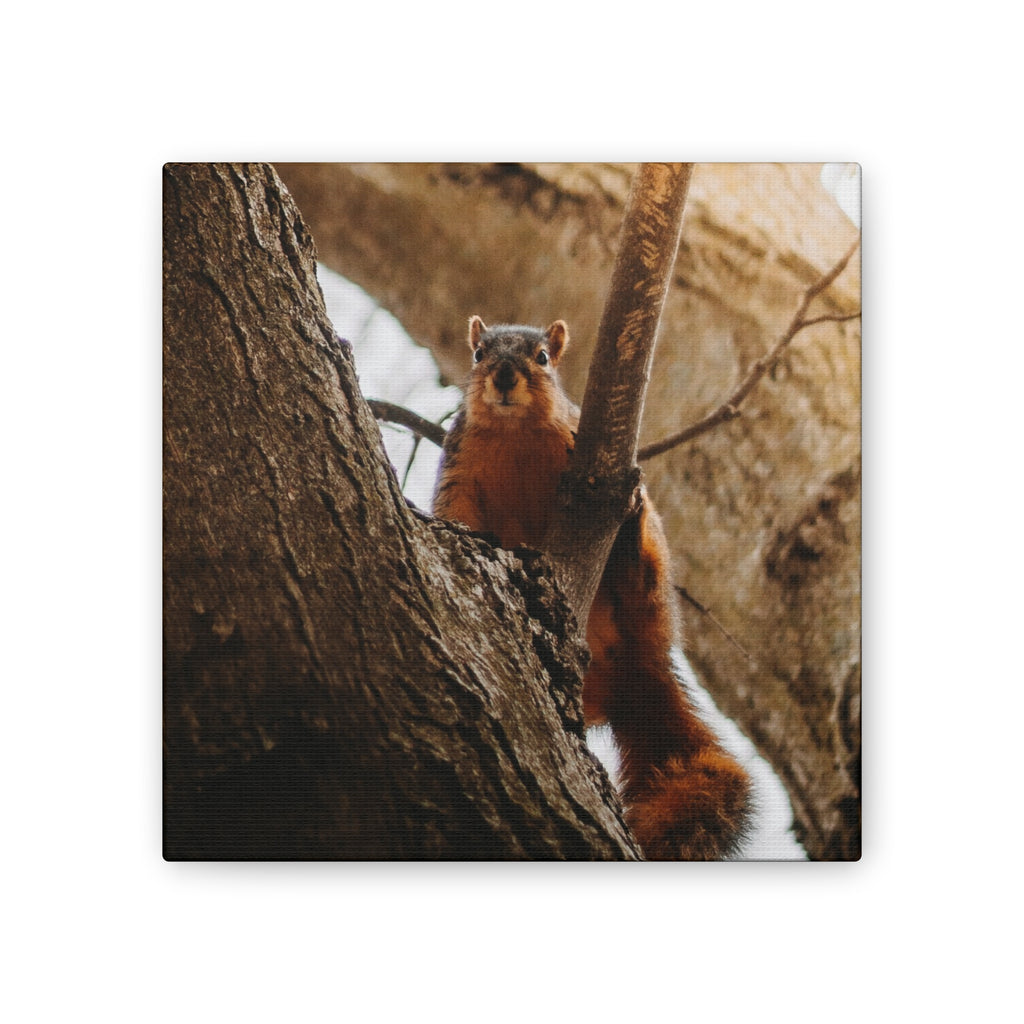 Squirrel Canvas
