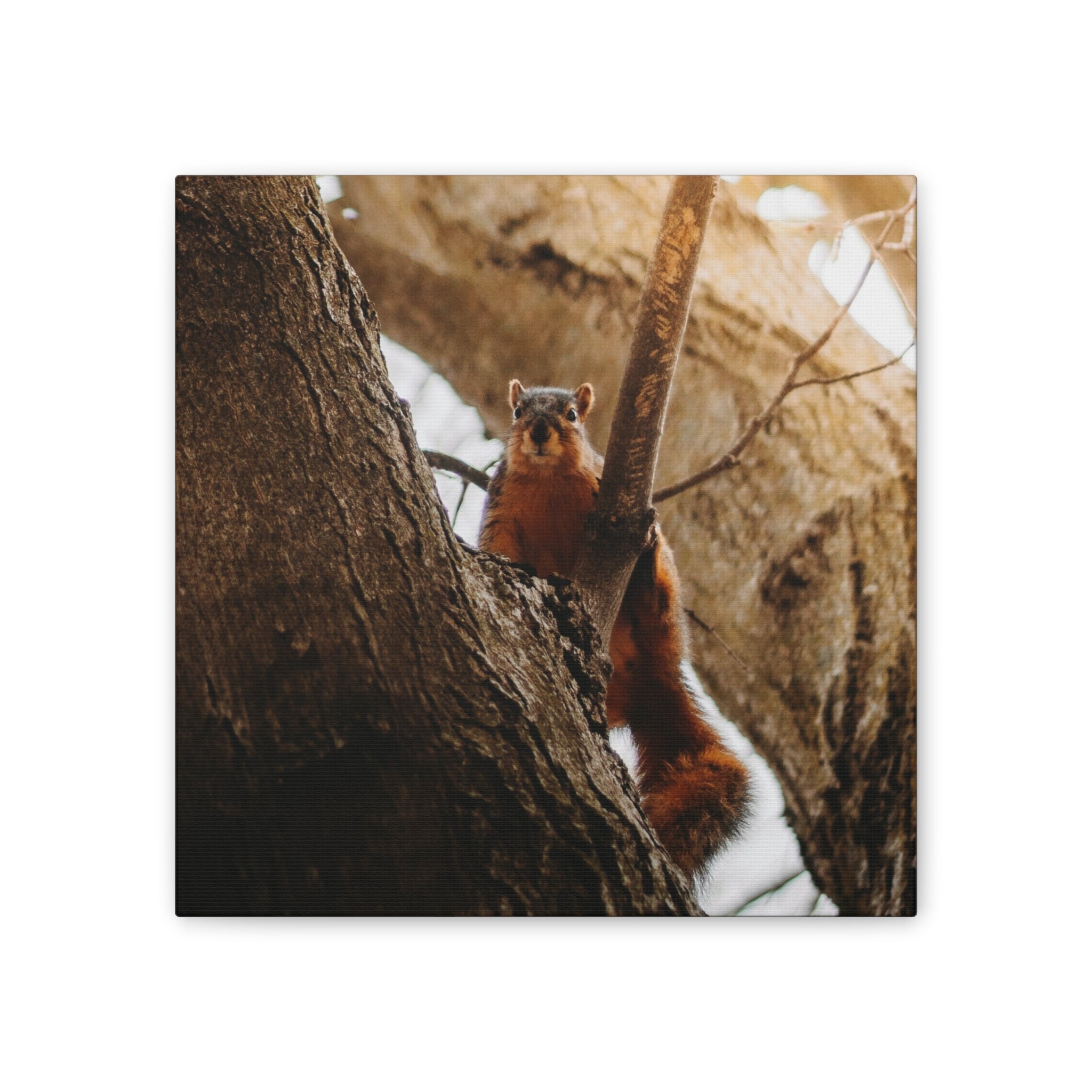 Squirrel Canvas