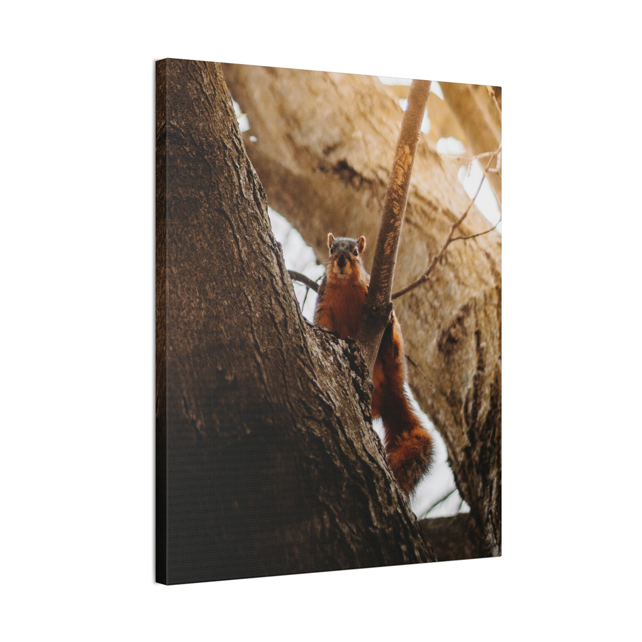 Squirrel Canvas