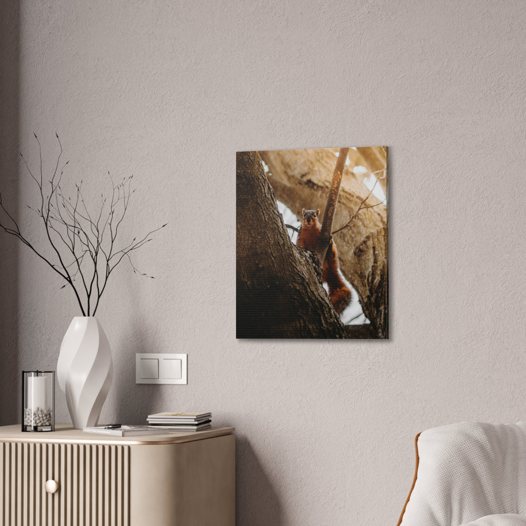 Squirrel Canvas