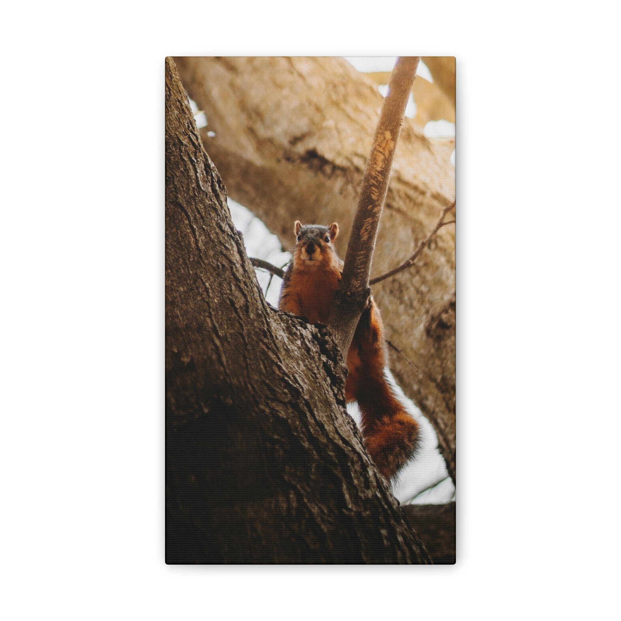 Squirrel Canvas