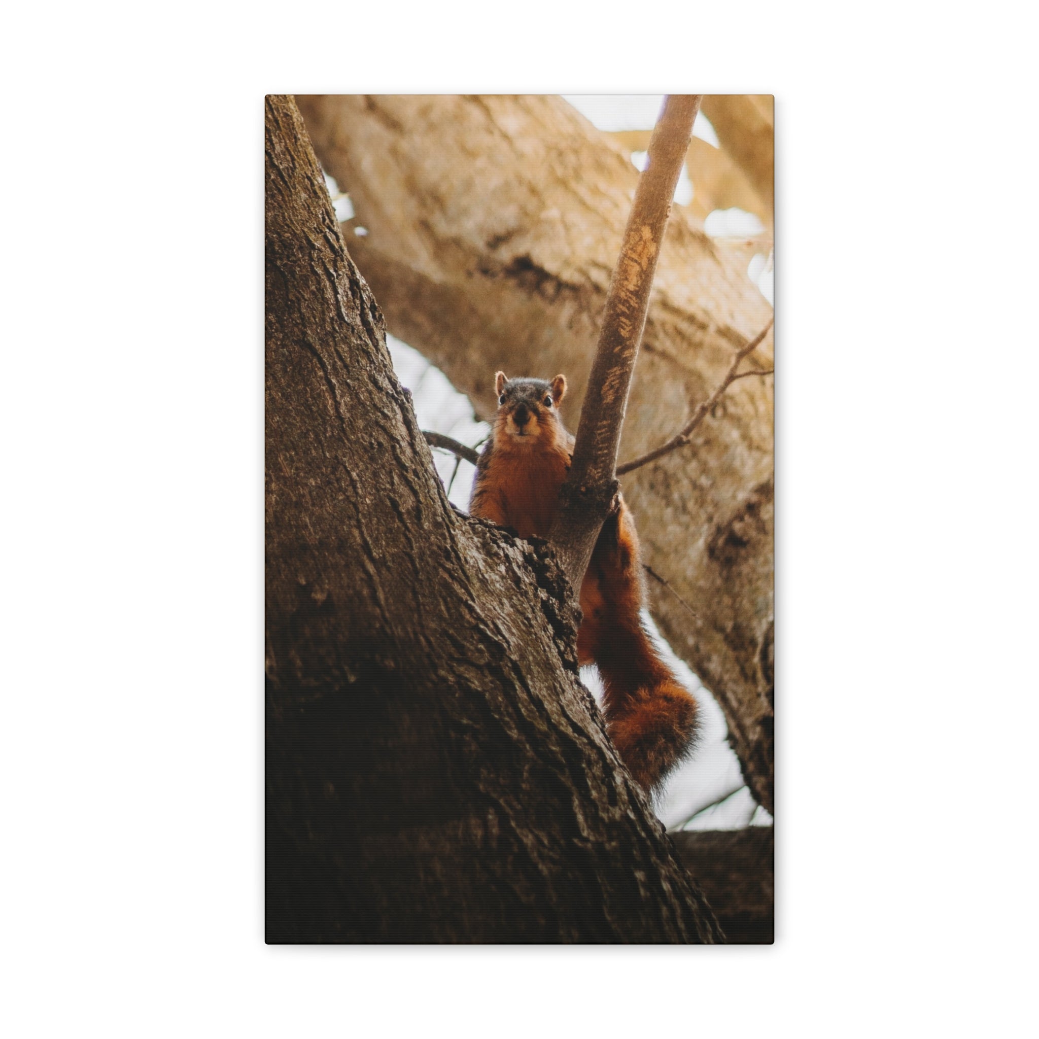 Squirrel Canvas