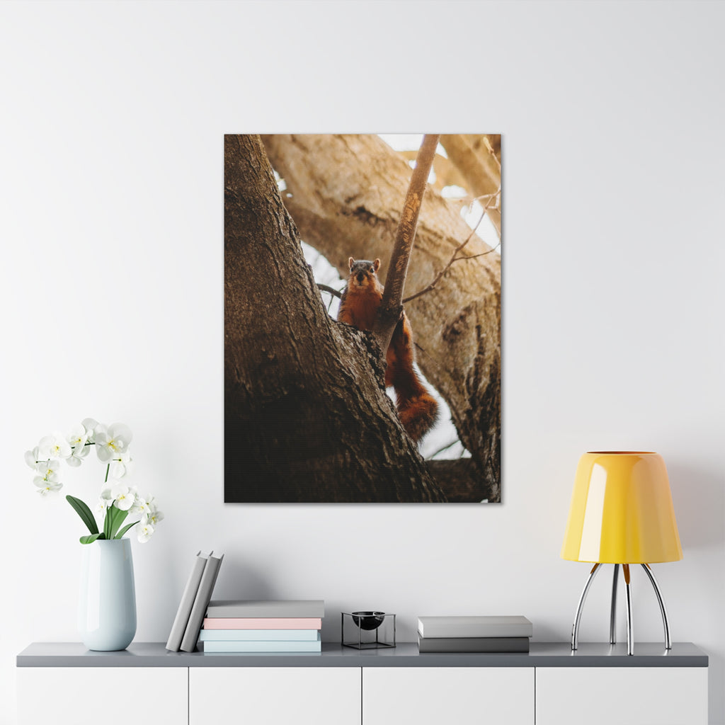 Squirrel Canvas