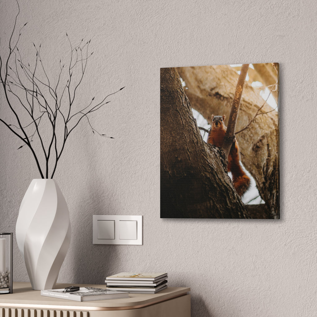 Squirrel Canvas