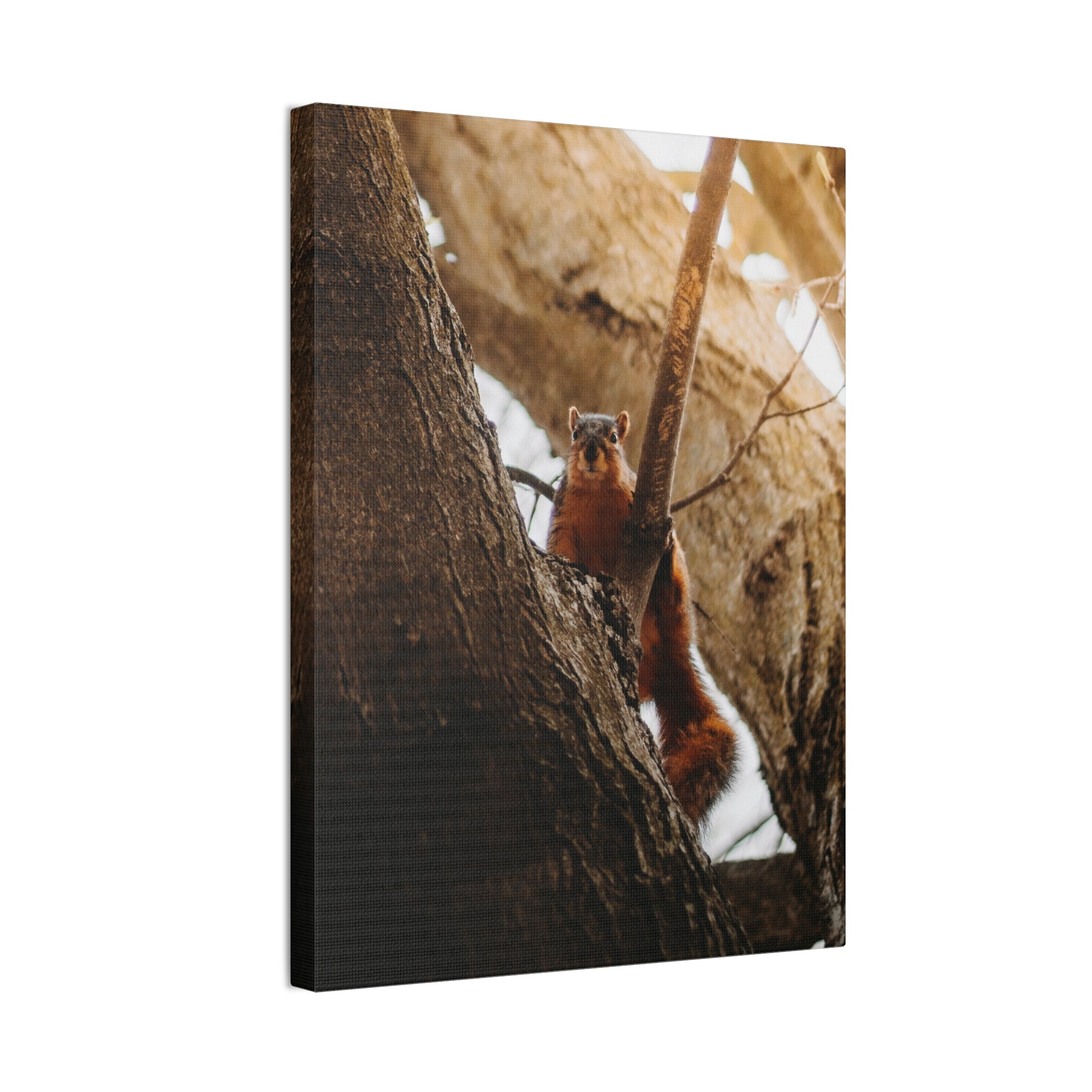 Squirrel Canvas