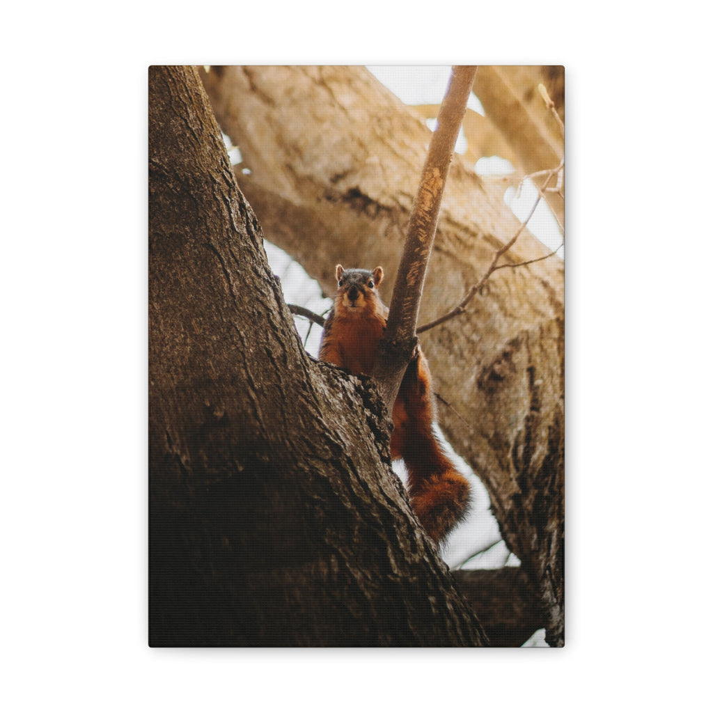 Squirrel Canvas