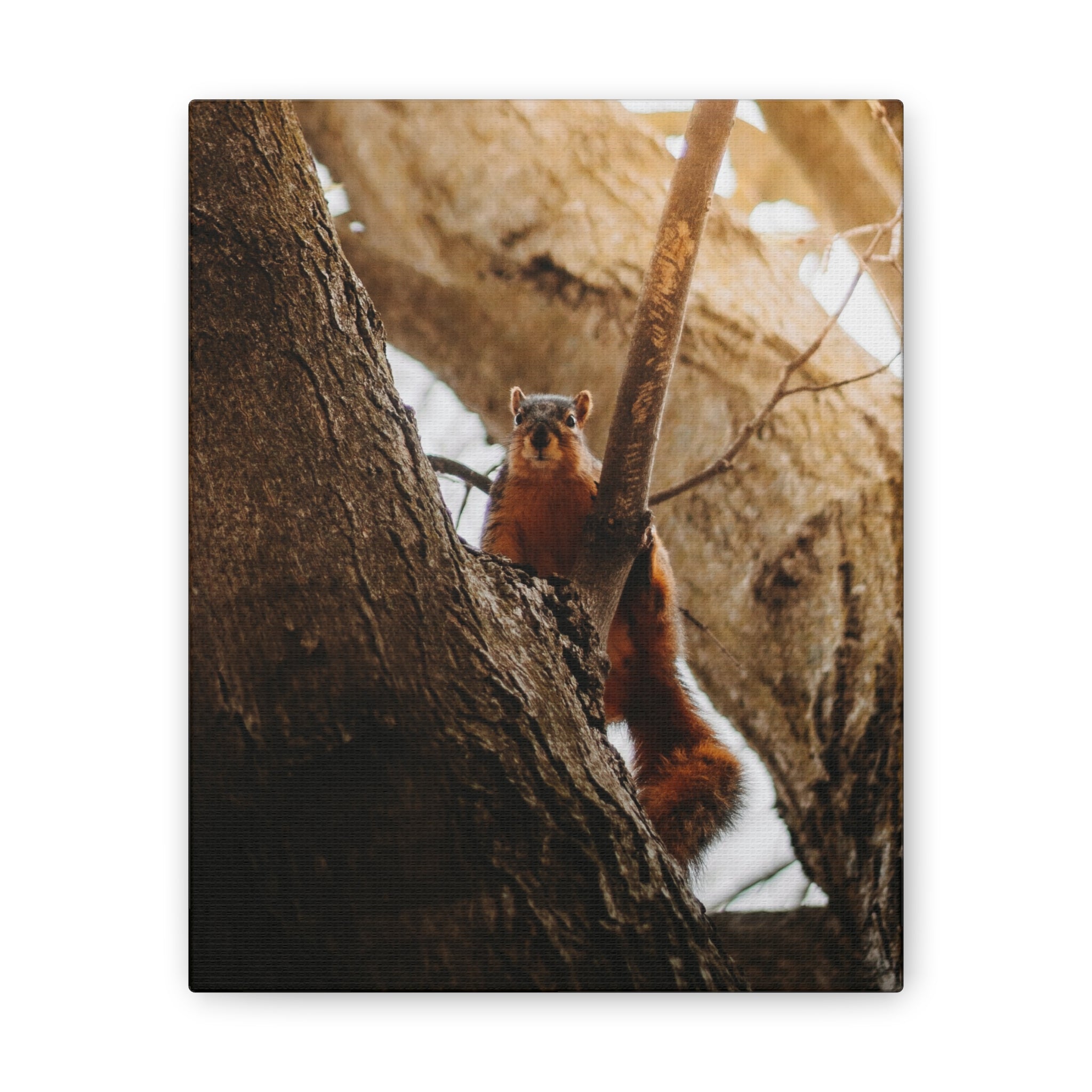 Squirrel Canvas