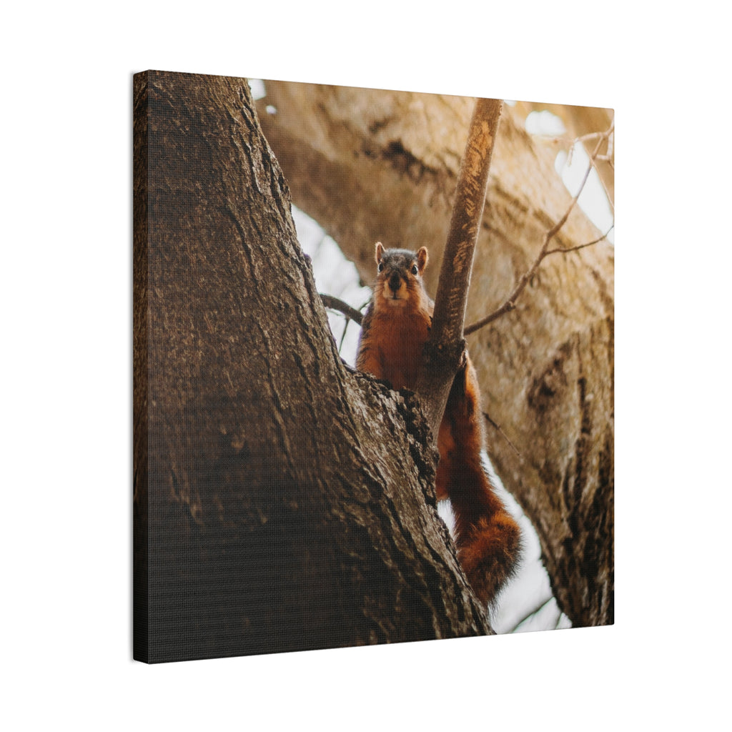 Squirrel Canvas