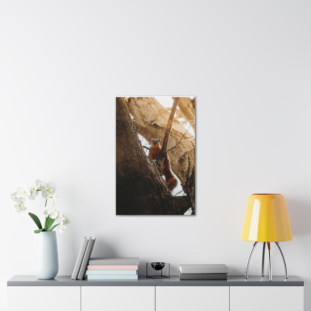 Squirrel Canvas