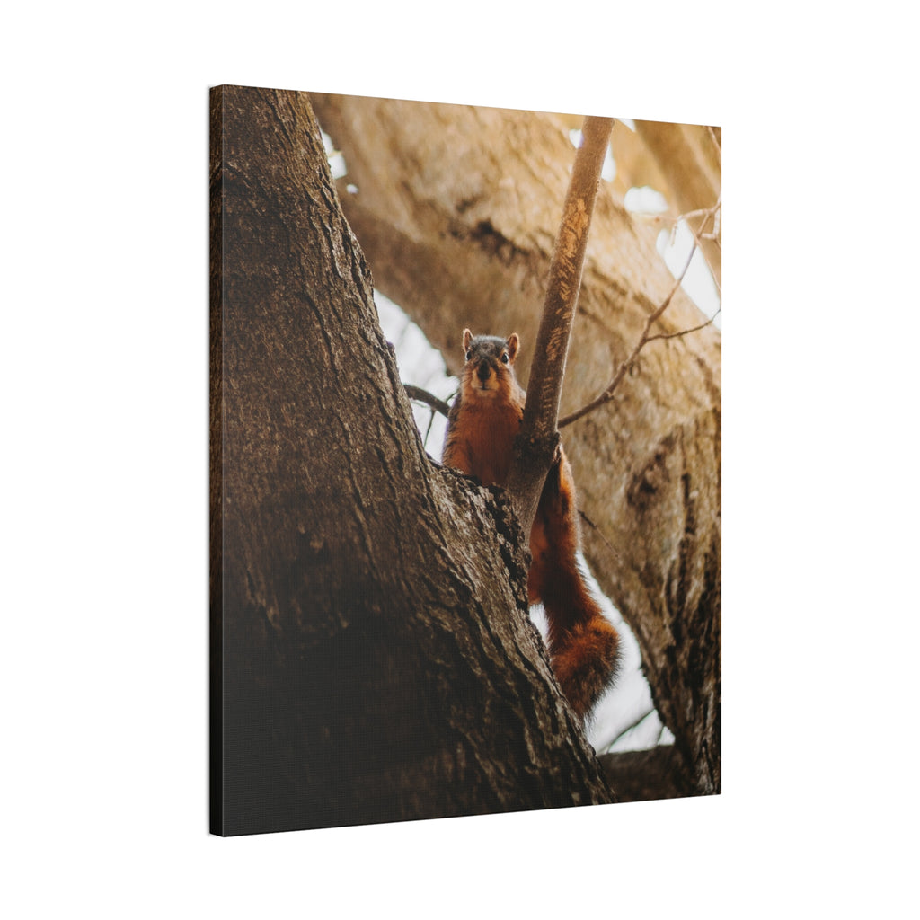 Squirrel Canvas