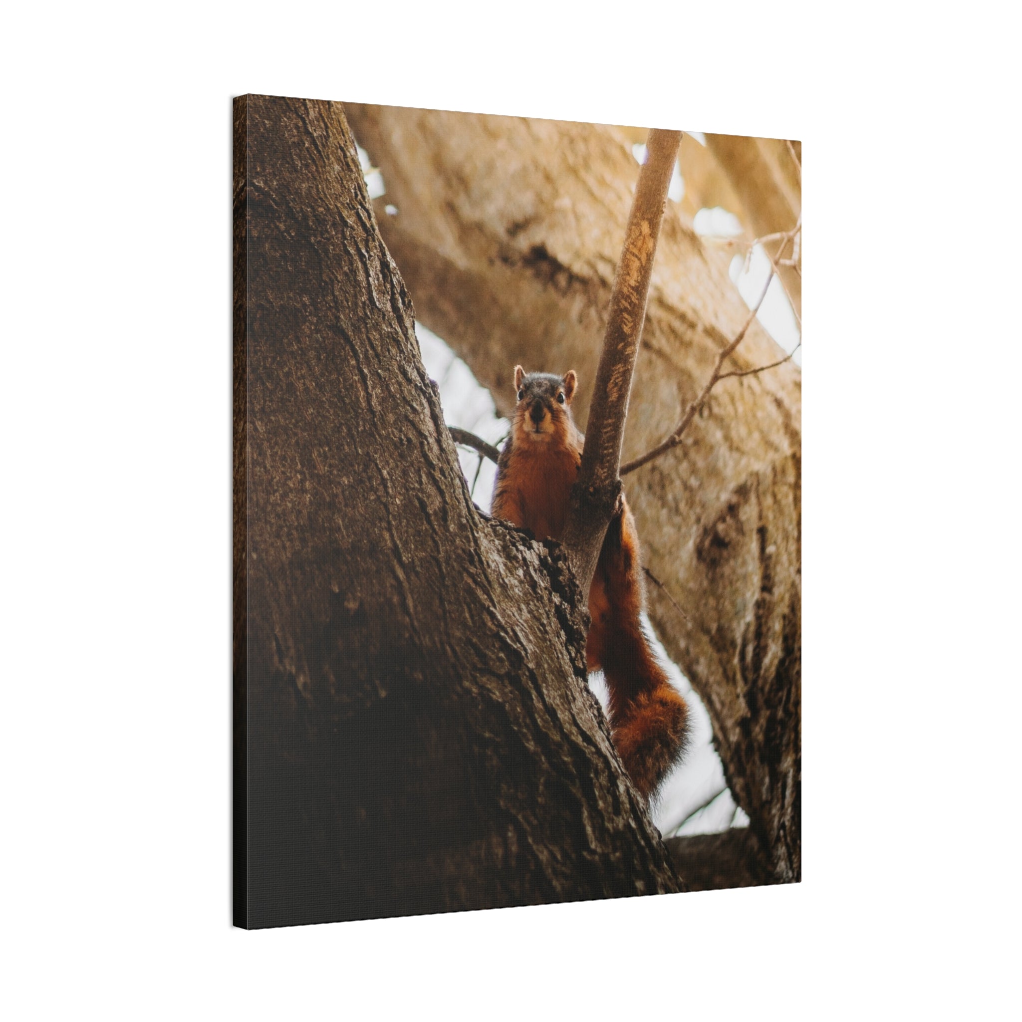 Squirrel Canvas