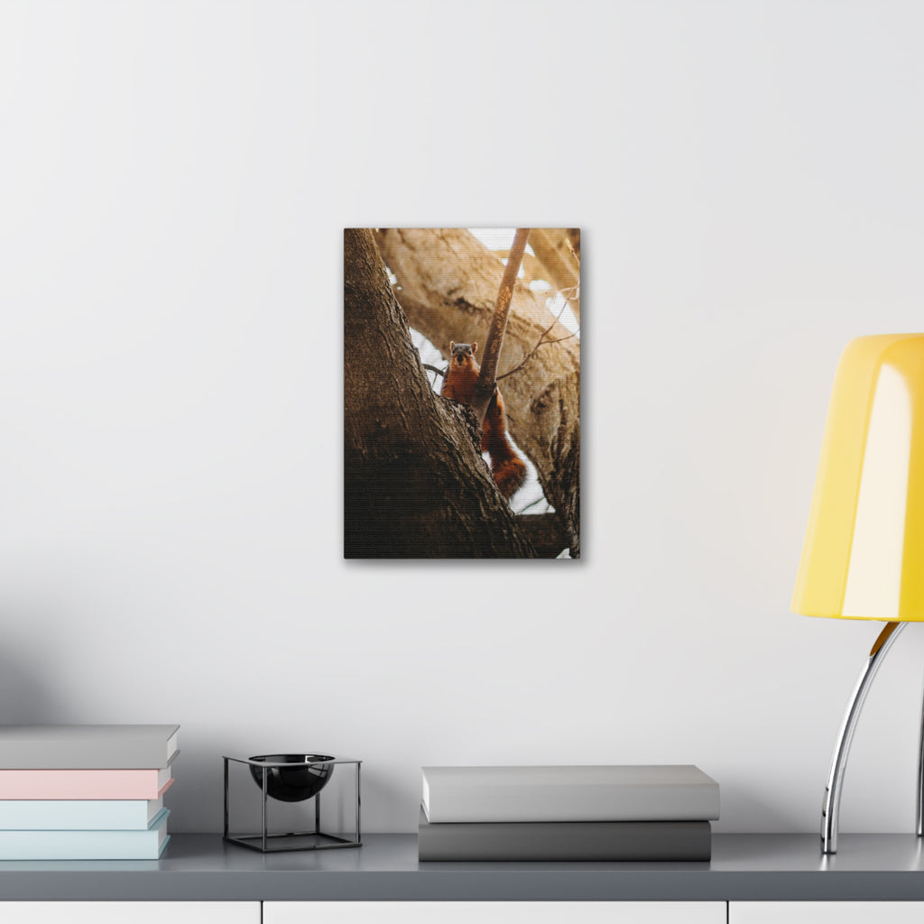 Squirrel Canvas