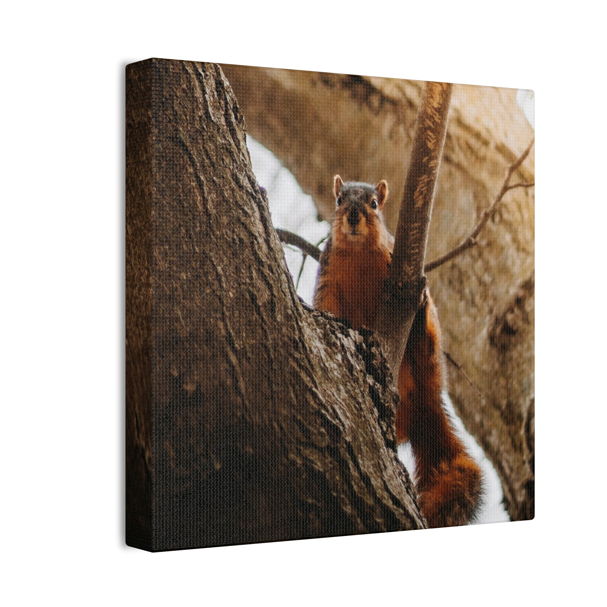 Squirrel Canvas
