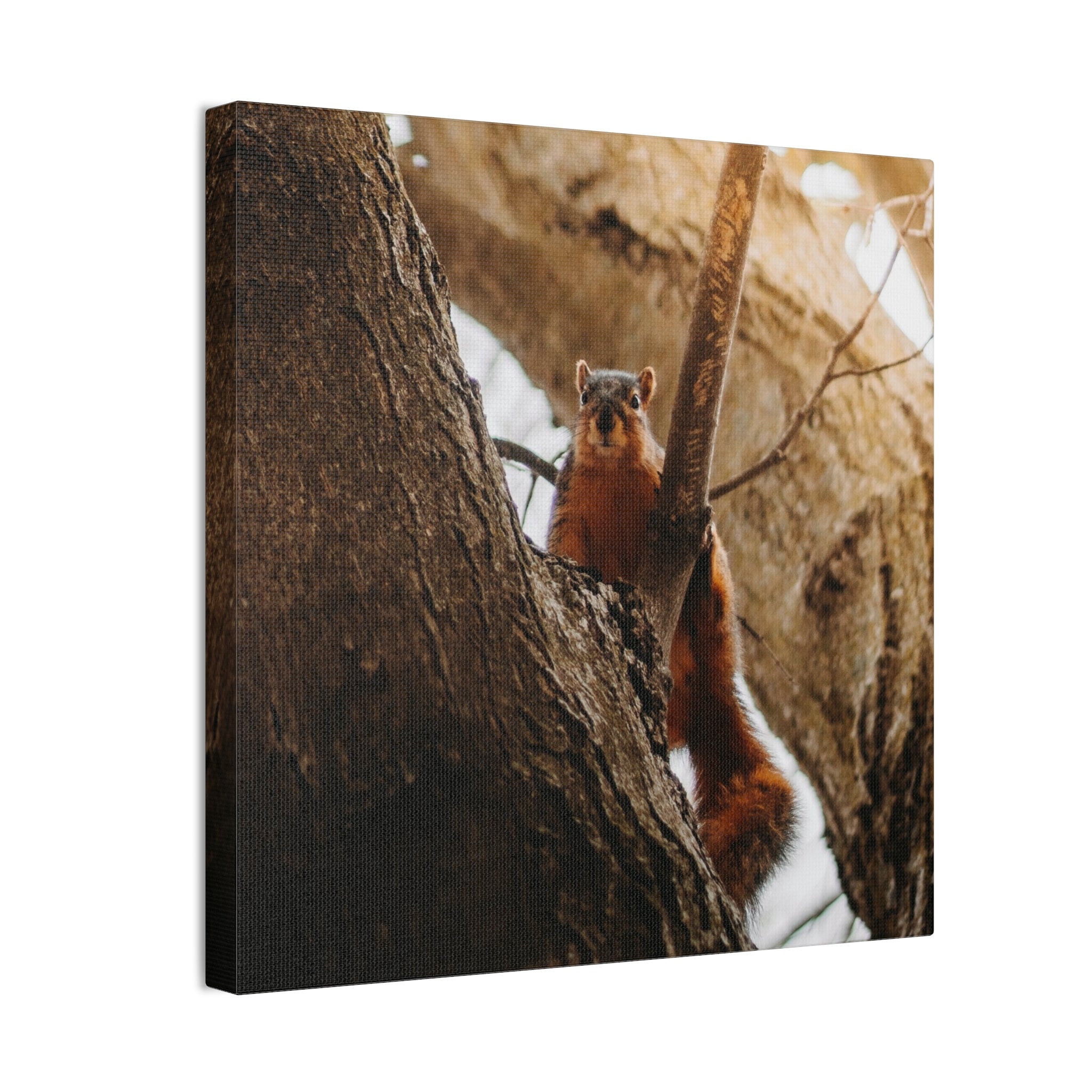 Squirrel Canvas