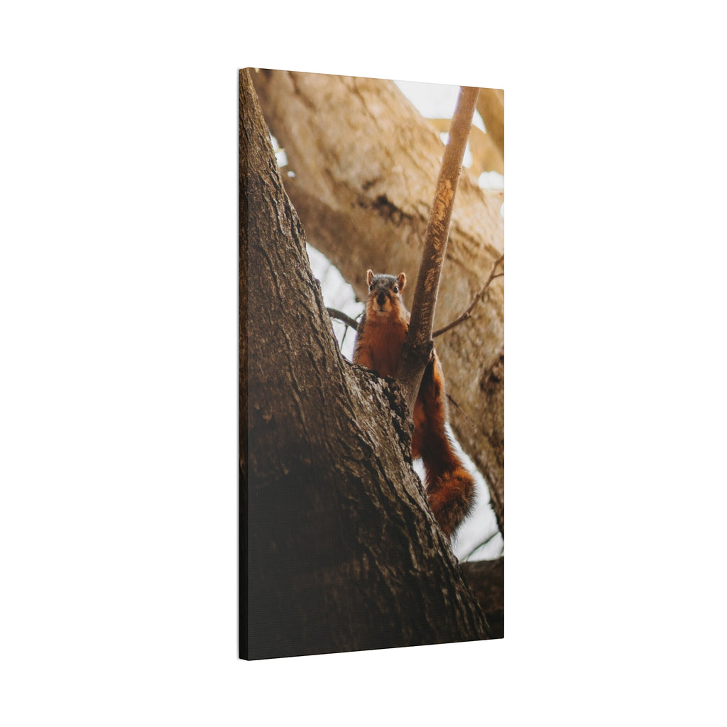 Squirrel Canvas