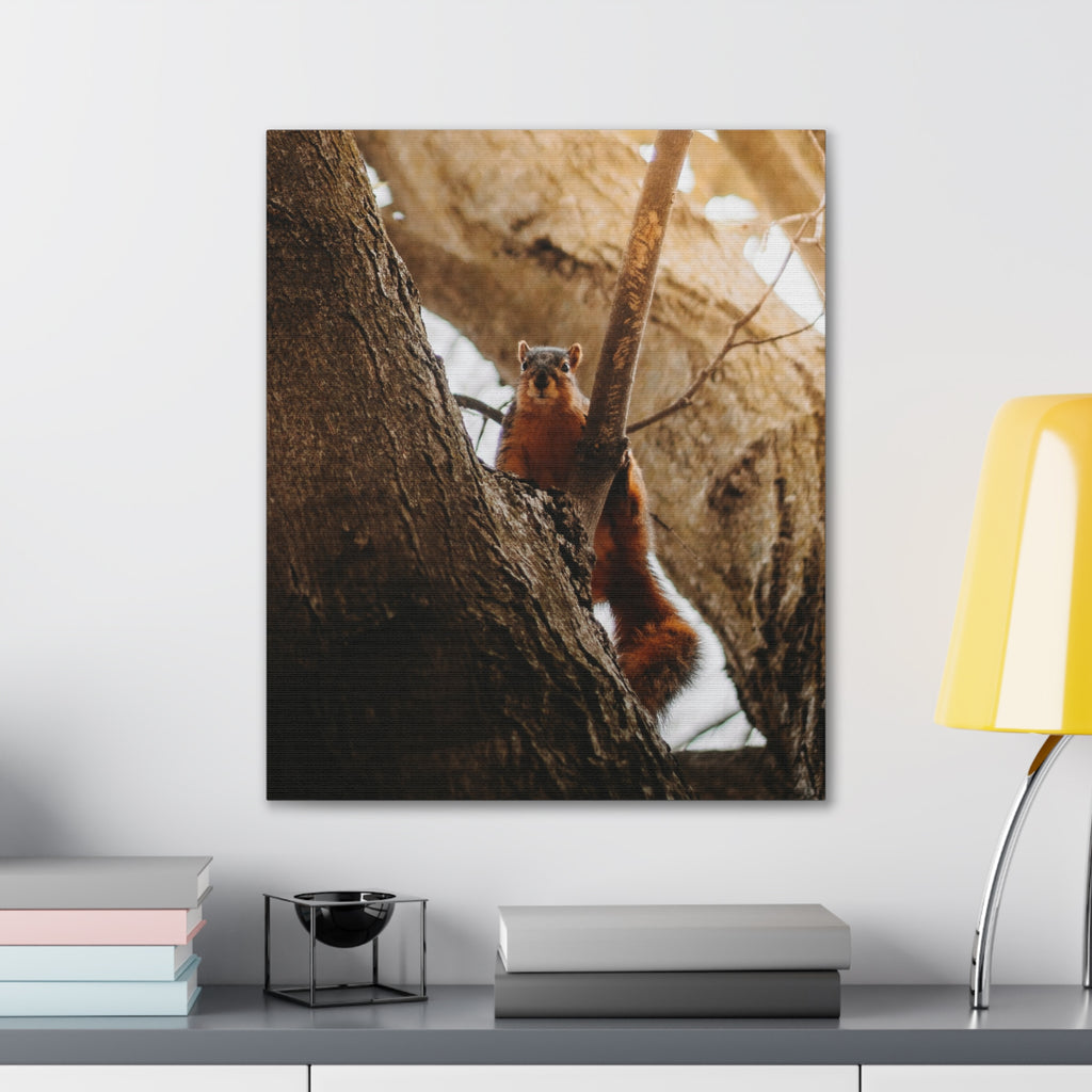 Squirrel Canvas