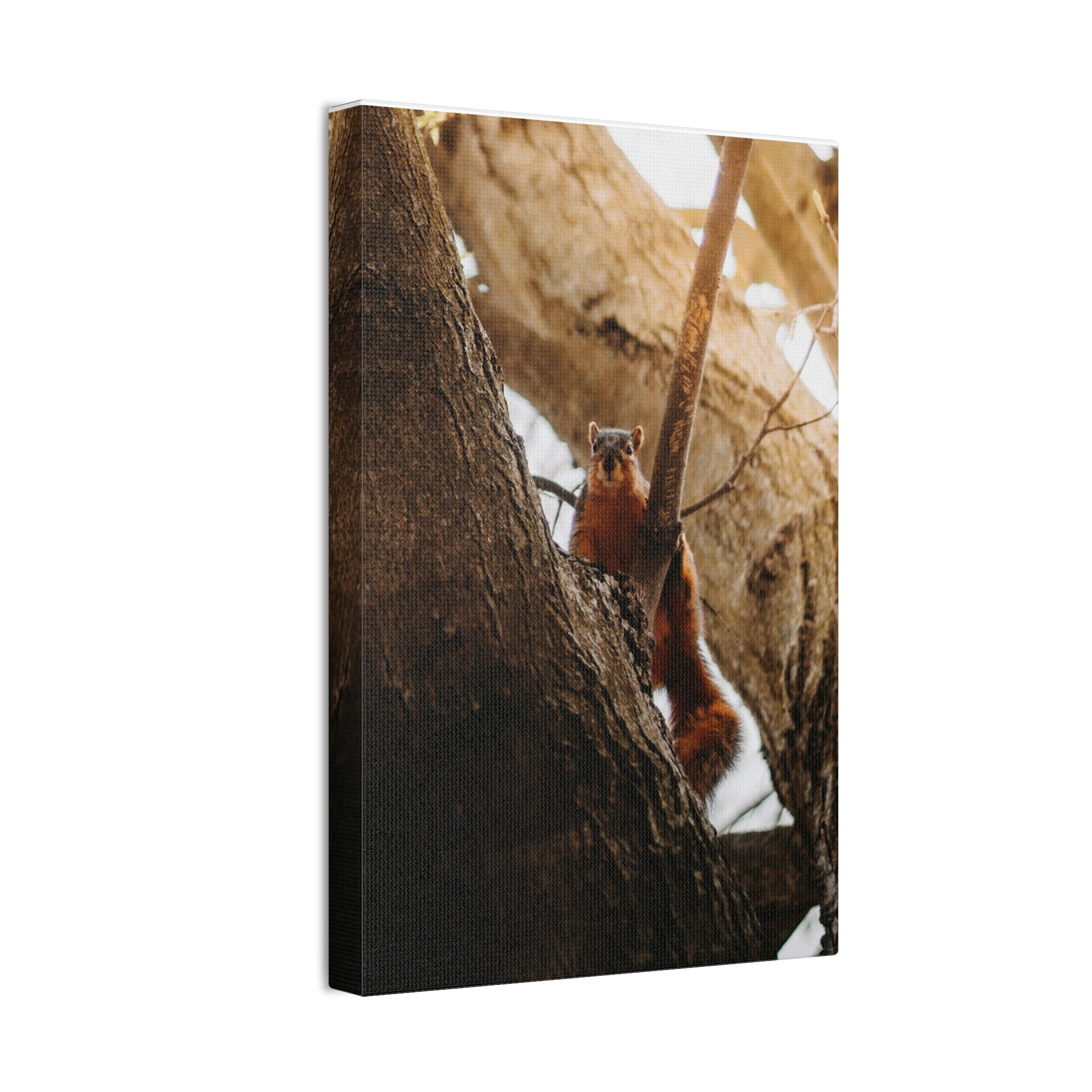 Squirrel Canvas